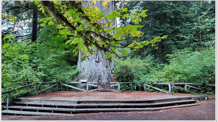 Big Tree - Nationalpark - Redwoods - Kalifornien - USA