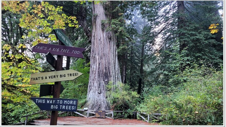 Big Tree - Nationalpark - Redwoods - Kalifornien - USA