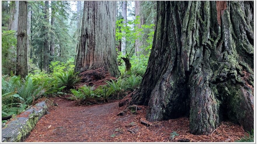 Big Tree - Nationalpark - Redwoods - Kalifornien - USA