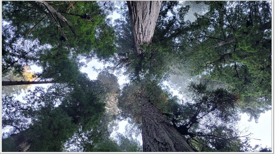 Big Tree - Nationalpark - Redwoods - Kalifornien - USA