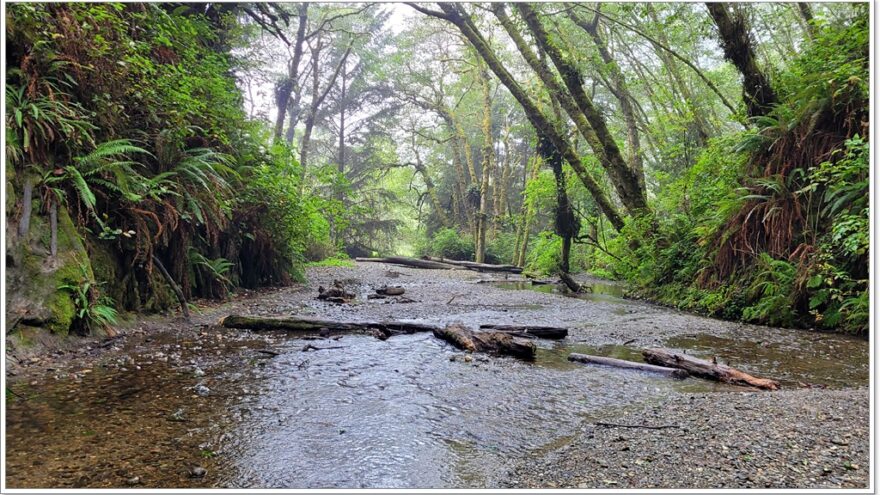 Fern Canyon - Redwood Nationalpark - Kalifornien - USA