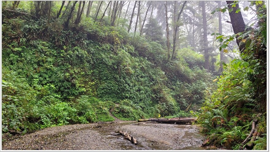 Fern Canyon - Redwood Nationalpark - Kalifornien - USA