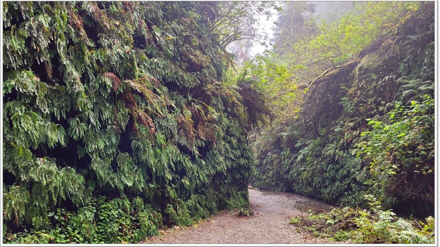 Fern Canyon - Redwood Nationalpark - Kalifornien - USA