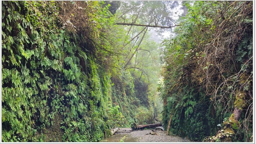 Fern Canyon - Redwood Nationalpark - Kalifornien - USA