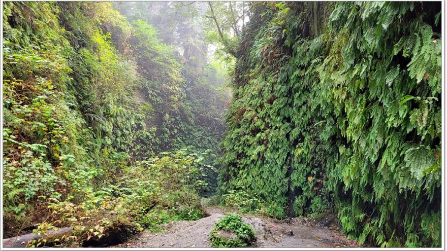 Fern Canyon - Redwood Nationalpark - Kalifornien - USA