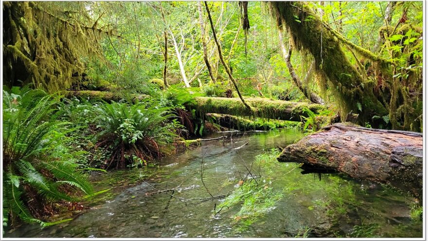 Hoh Rainforest - Olympic Nationalpark - Washington - USA