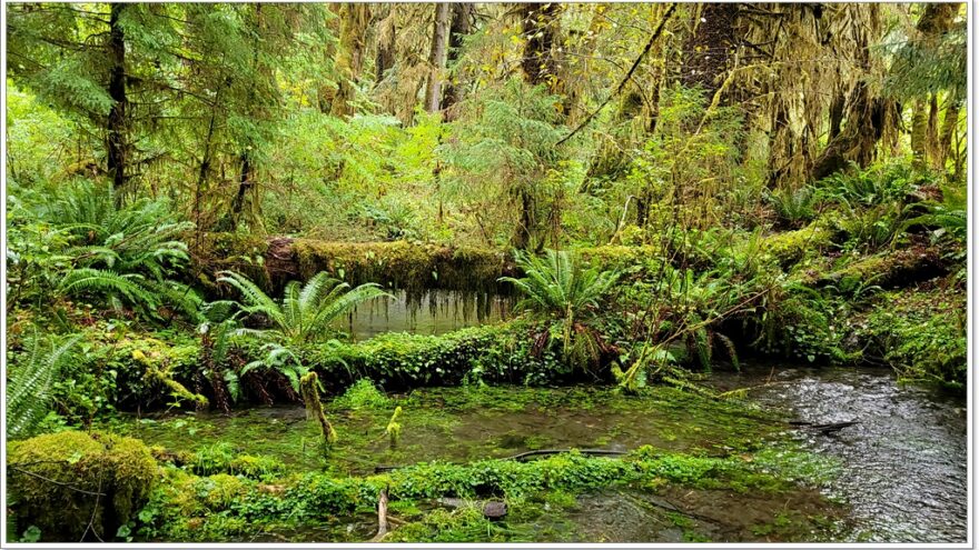 Hoh Rainforest - Olympic Nationalpark - Washington - USA