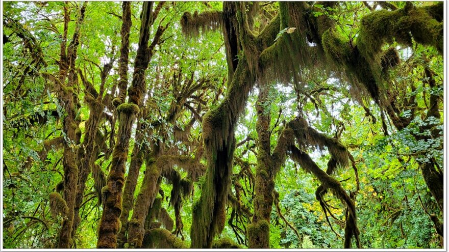 Hoh Rainforest - Olympic Nationalpark - Washington - USA