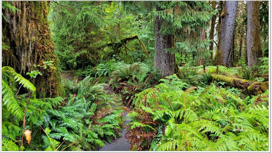 Hoh Rainforest - Olympic Nationalpark - Washington - USA