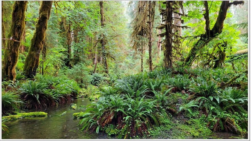 Hoh Rainforest - Olympic Nationalpark - Washington - USA