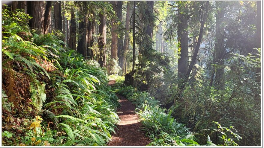 James Irvine Trail - Redwood Nationalpark - Kalifornien - USA