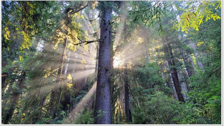 James Irvine Trail - Redwood Nationalpark - Kalifornien - USA