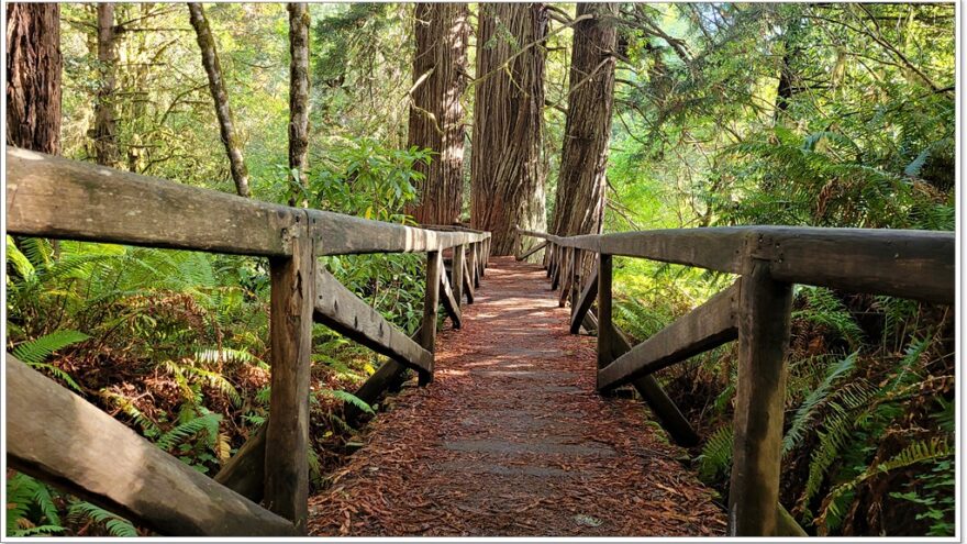 James Irvine Trail - Redwood Nationalpark - Kalifornien - USA