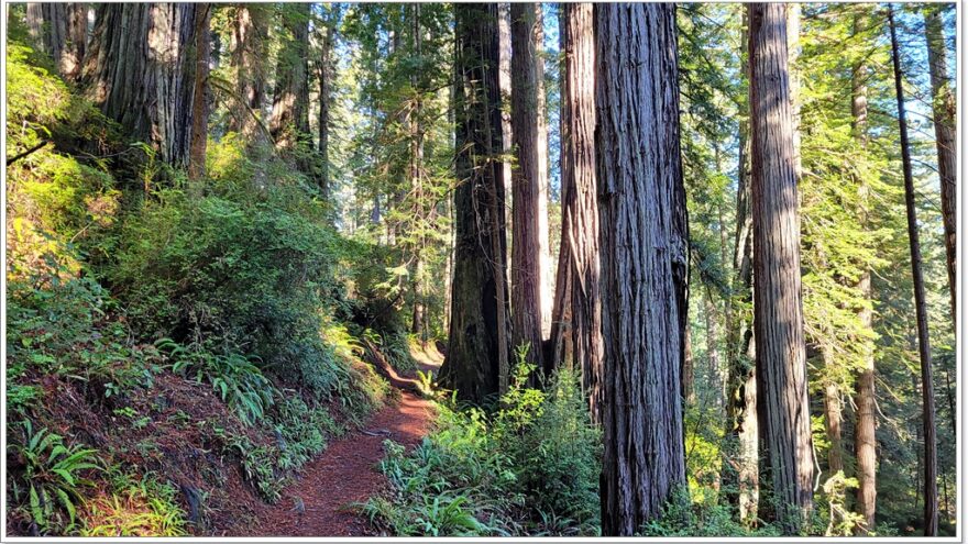 James Irvine Trail - Redwood Nationalpark - Kalifornien - USA