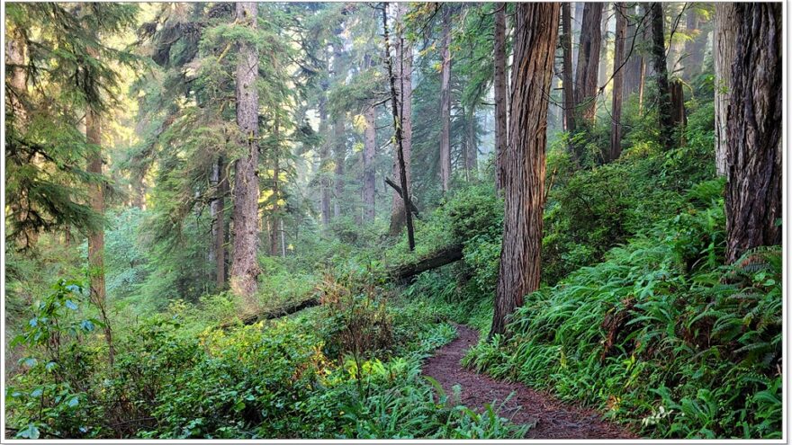 James Irvine Trail - Redwood Nationalpark - Kalifornien - USA