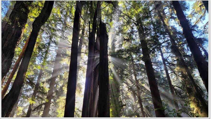 James Irvine Trail - Redwood Nationalpark - Kalifornien - USA