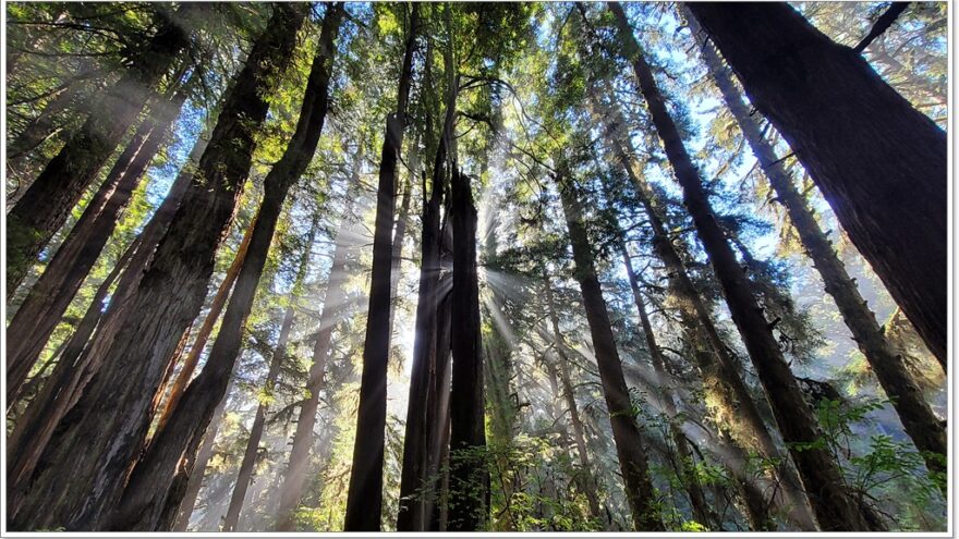 James Irvine Trail - Redwood Nationalpark - Kalifornien - USA