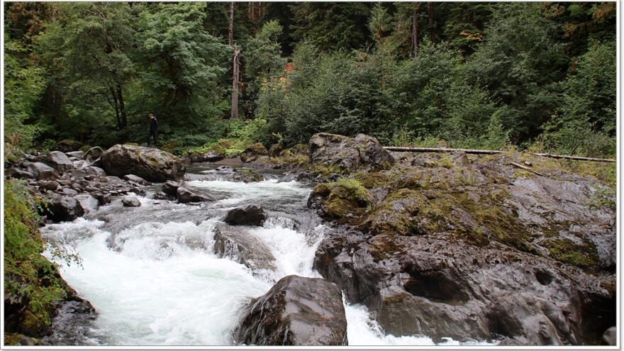 Lachswanderung - Olympic Nationalpark - Washington - USA