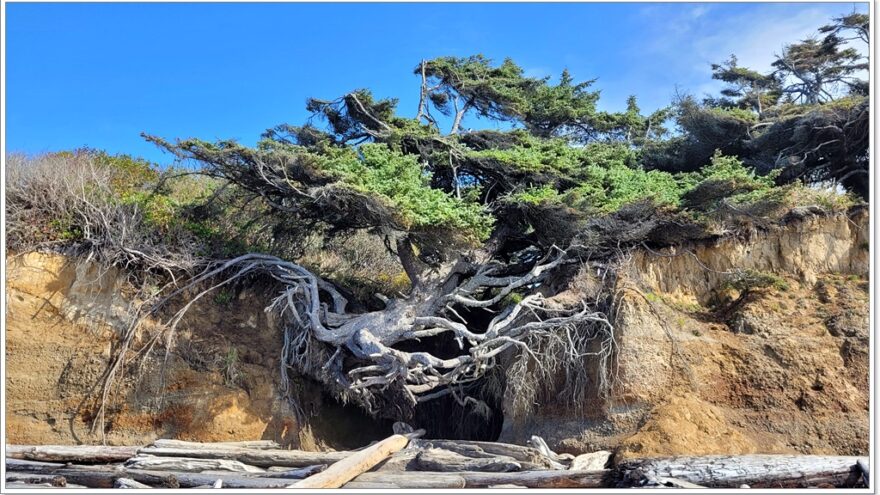 Tree of Life - Olympic Nationalpark - Washington - USA