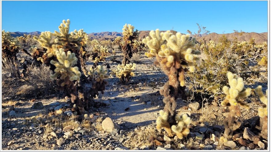 Joshua Tree Nationalpark - Cholla Cactus Garden - Arizona - USA