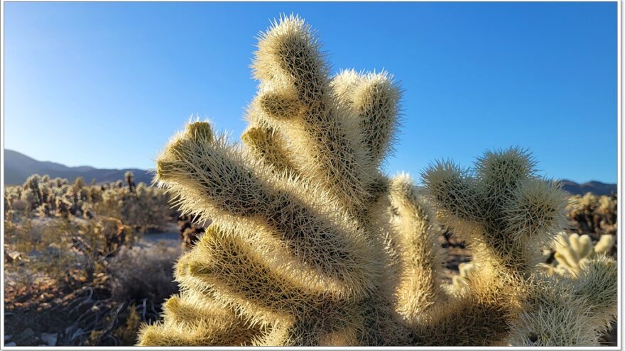 Joshua Tree Nationalpark - Cholla Cactus Garden - Arizona - USA