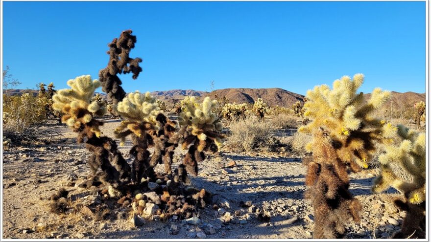 Joshua Tree Nationalpark - Cholla Cactus Garden - Arizona - USA