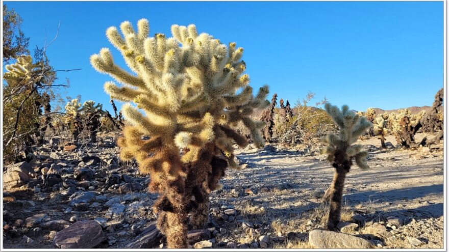 Joshua Tree Nationalpark - Cholla Cactus Garden - Arizona - USA