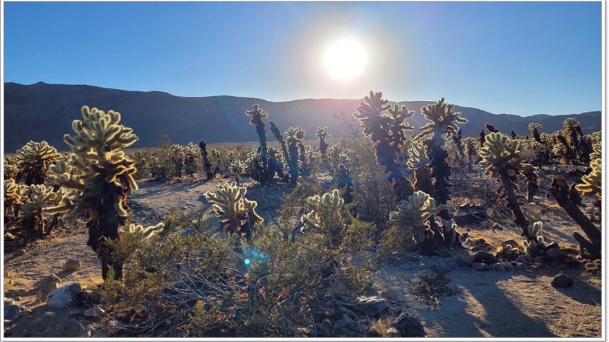 Joshua Tree Nationalpark - Cholla Cactus Garden - Arizona - USA