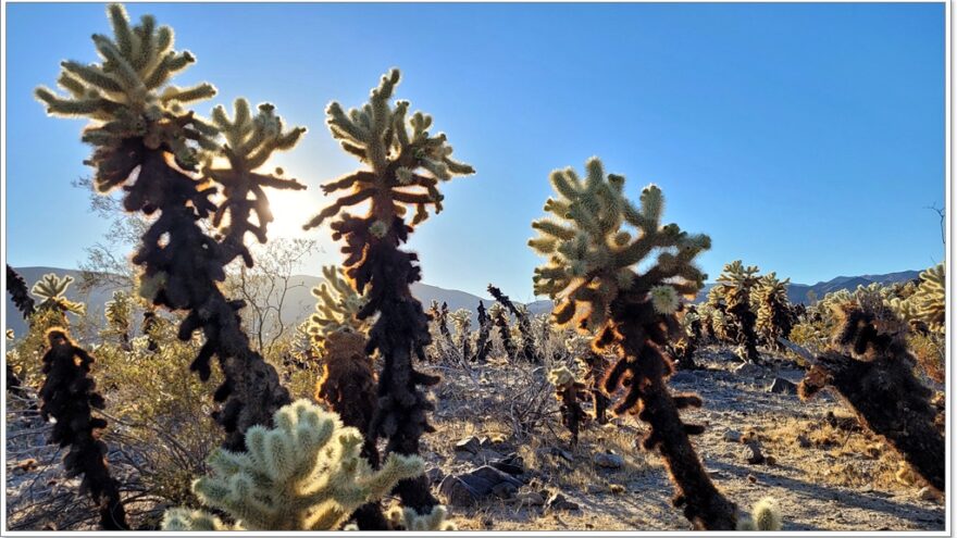 Joshua Tree Nationalpark - Cholla Cactus Garden - Arizona - USA