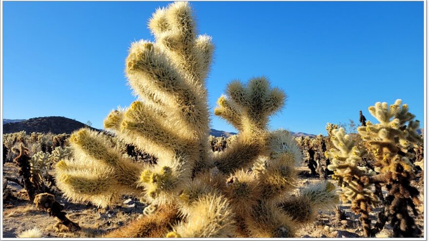 Joshua Tree Nationalpark - Cholla Cactus Garden - Arizona - USA