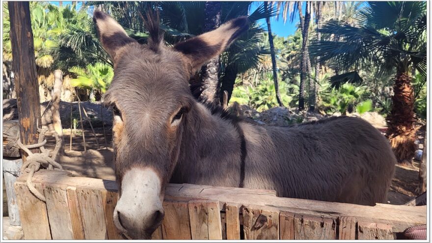 San Ignacio - Baja California Sur