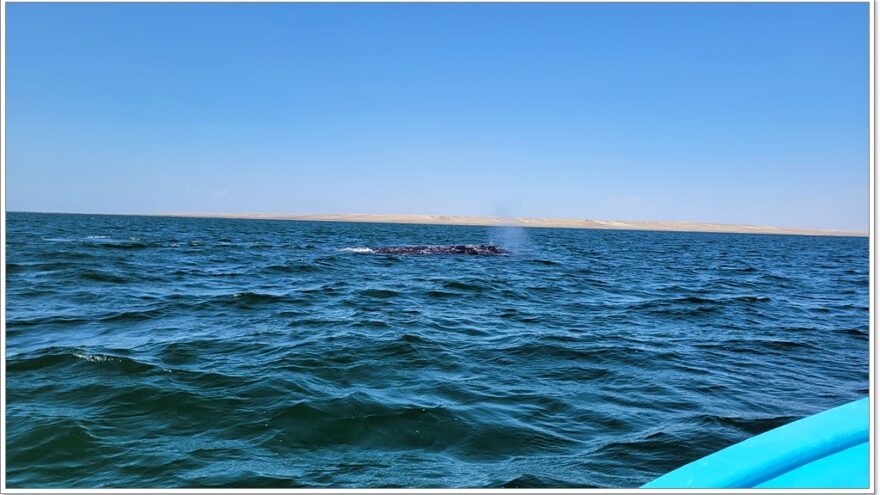 Ojo de Liebre - Whalewatching - Baja California Sur