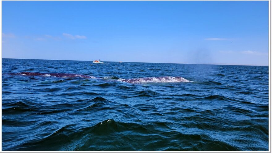 Ojo de Liebre - Whalewatching - Baja California Sur