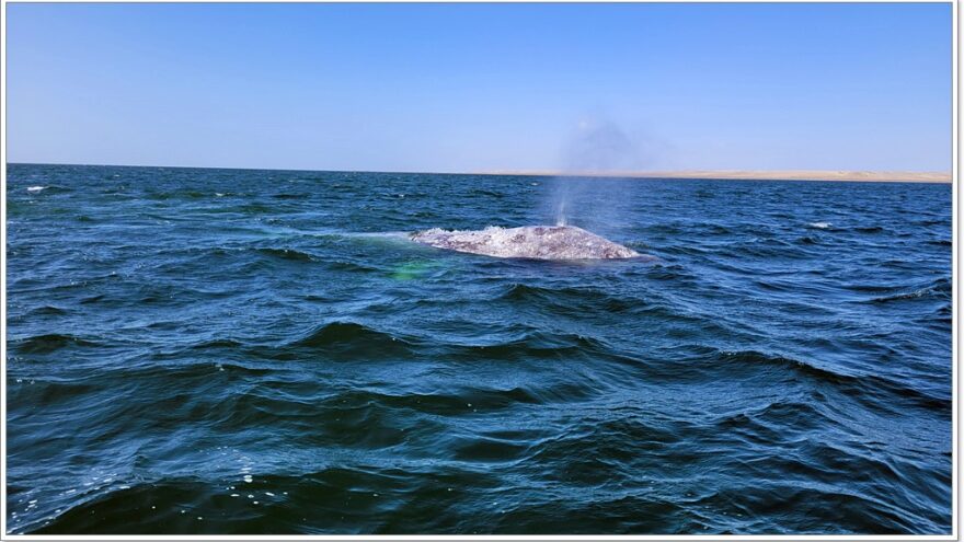 Ojo de Liebre - Whalewatching - Baja California Sur