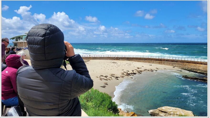 San Diego - USA - California - La Jolla Cove - Seelöwen