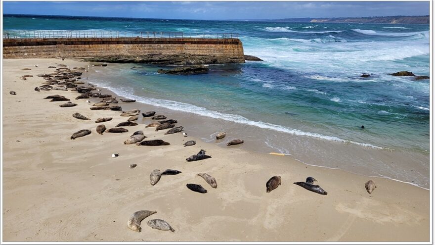 San Diego - USA - California - La Jolla Cove - Seelöwen