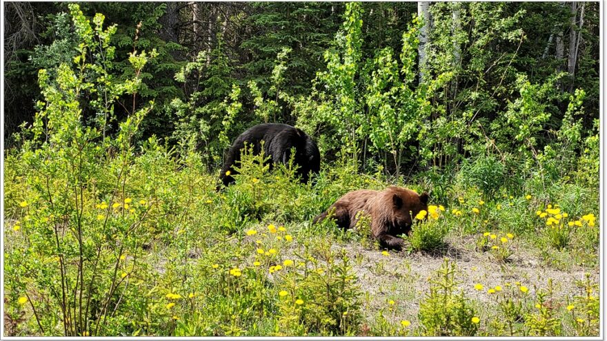 Wildlife, Yukon, Kanada