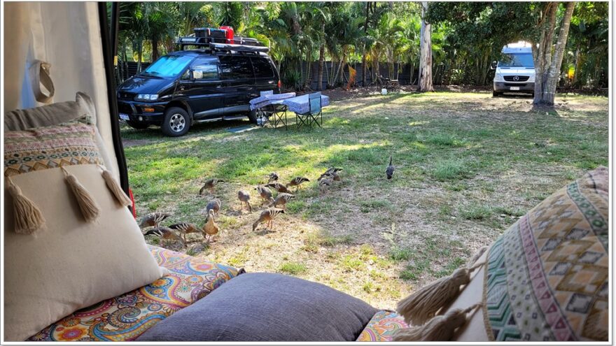 Airlie Beach - Birds - Queensland - Australien