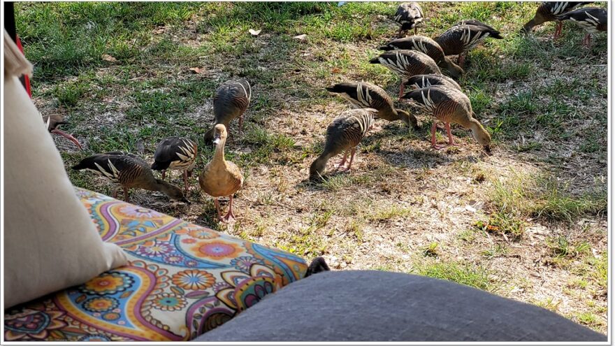 Airlie Beach - Birds - Queensland - Australien