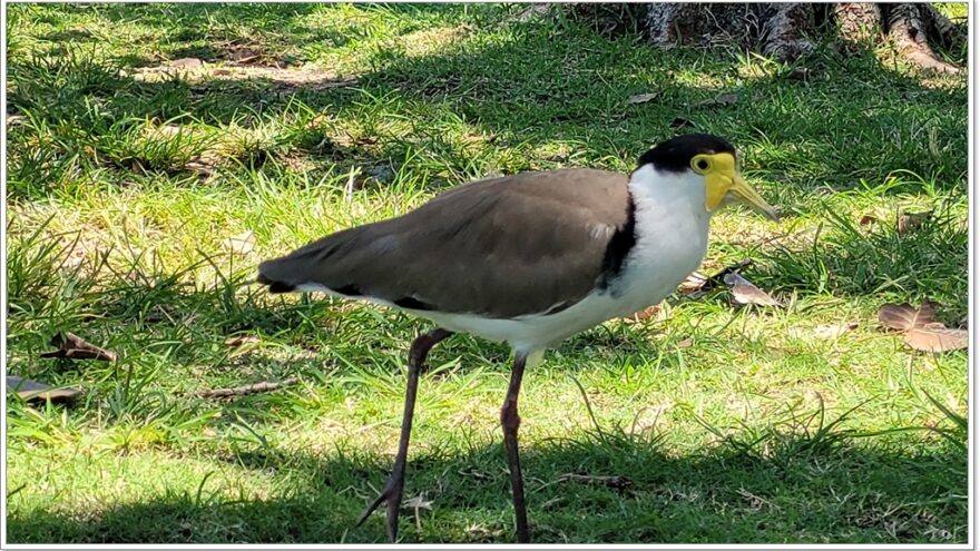 Airlie Beach - Birds - Queensland - Australien