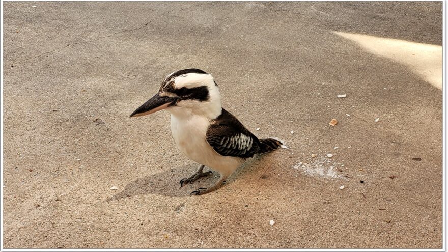 Airlie Beach - Birds - Queensland - Australien