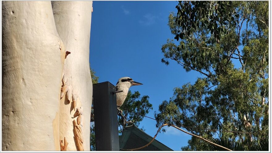 Airlie Beach - Birds - Queensland - Australien