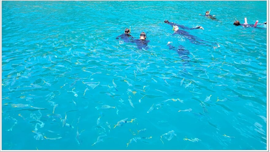 Airlie Beach - Redcat - Schnorcheln - Whitsunday Island - Queensland - Australien